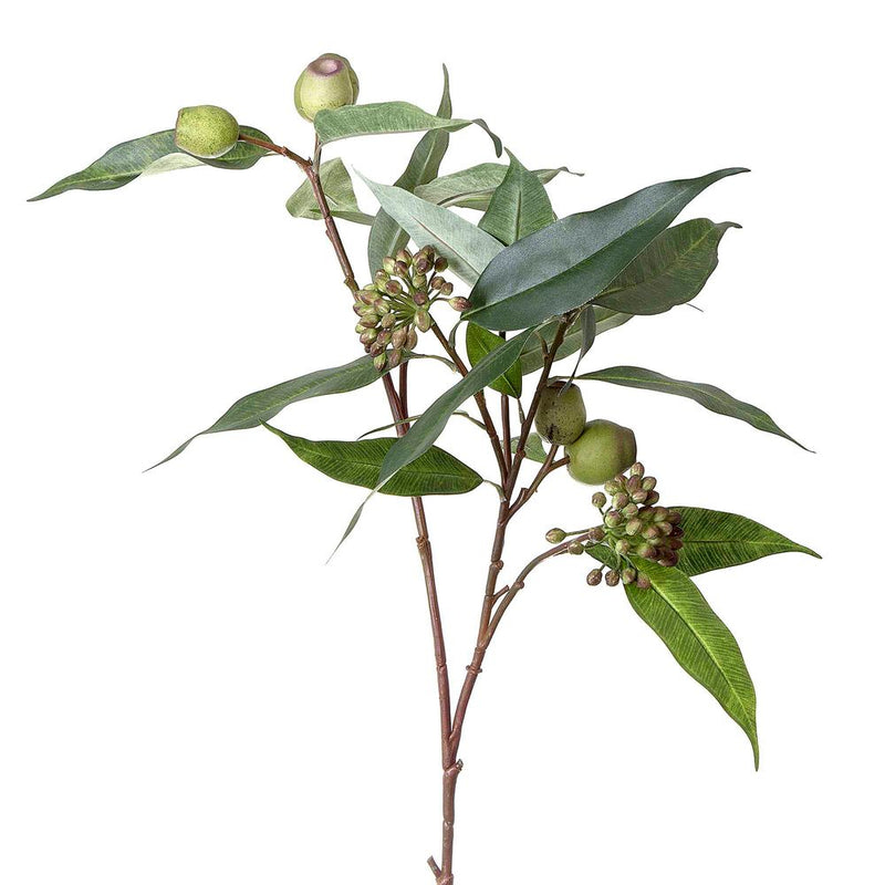 Florabelle - Gumnut Eucalyptus Seed Spray 75cm Green