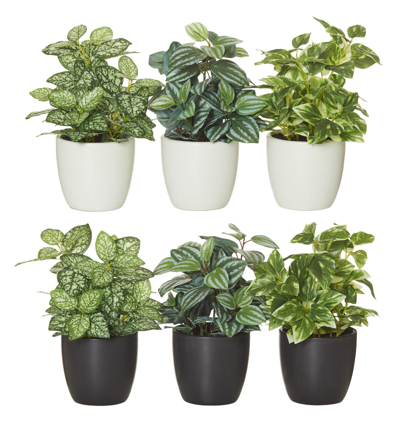 Rogue - Garden Plant 21cm Variegated