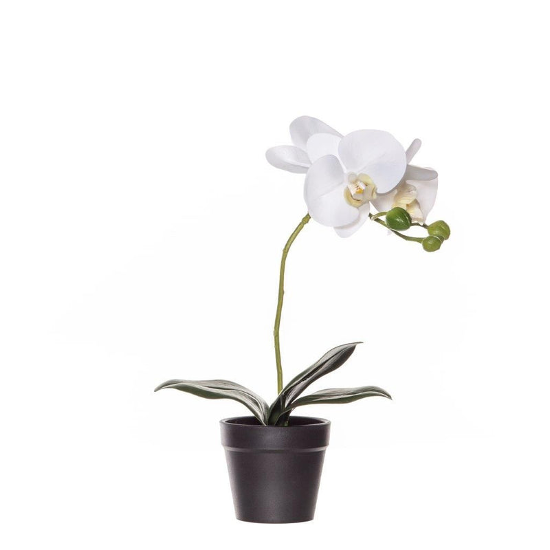 Rogue - Butterfly Orchid - Garden Pot 24x13x44cm