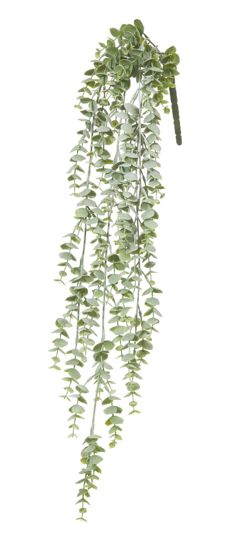 Rogue - Silver Leaf Hanging Bush - Grey Green