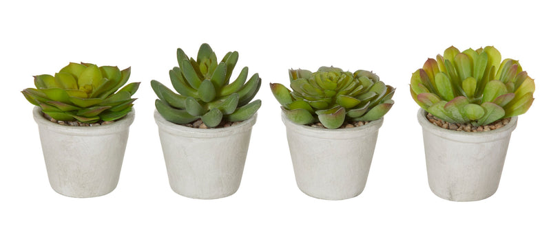 IsAlbi - Succulents In Paper Mache Pot - Grey/Green